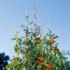 Rainbow Spiral Supports, Set Of 5 -Garden Tool Store GS36377 01 tif