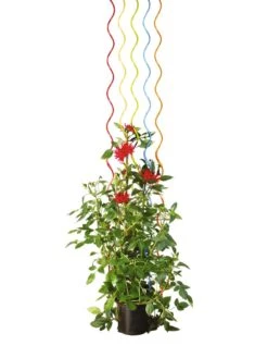Rainbow Spiral Supports, Set Of 5 15 Rainbow Spiral Supports, Set Of 5 -Garden Tool Store GS36377 03S tif